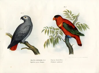 Purple-naped Lory
